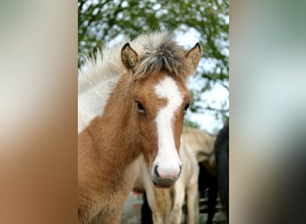 Islandais, Jument, Poulain (01/2024), 139 cm, Tobiano-toutes couleurs