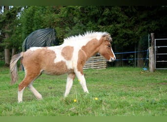 Islandais, Jument, Poulain (01/2024), 139 cm, Tobiano-toutes couleurs