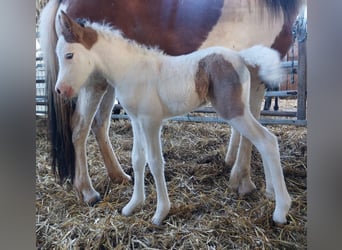 Islandais, Jument, Poulain (05/2025), 140 cm, Pinto