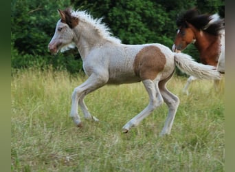 Islandais, Jument, Poulain (05/2025), 140 cm, Pinto