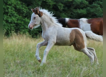 Islandais, Jument, Poulain (05/2025), 140 cm, Pinto