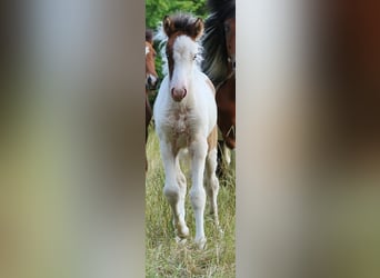 Islandais, Jument, Poulain (05/2025), 140 cm, Pinto