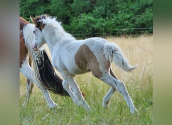 Islandais, Jument, Poulain (05/2025), 140 cm, Pinto