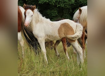 Islandais, Jument, Poulain (05/2025), 140 cm, Pinto