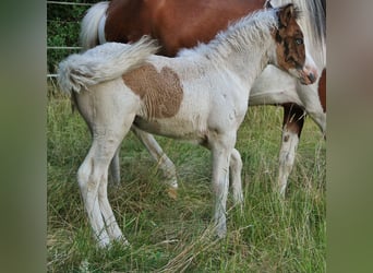 Islandais, Jument, Poulain (05/2025), 140 cm, Pinto