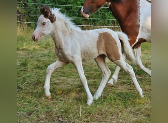 Islandais, Jument, Poulain (05/2025), 140 cm, Pinto
