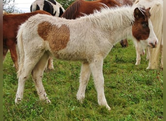 Islandais, Jument, Poulain (05/2025), 140 cm, Pinto