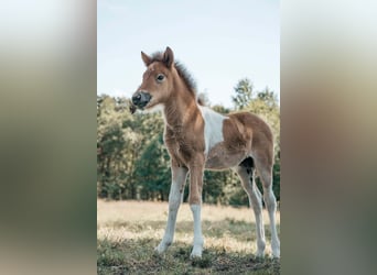 Islandais, Jument, Poulain (05/2025), 141 cm, Pinto