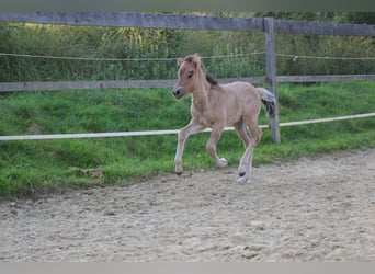 Islandais, Jument, Poulain (07/2025)