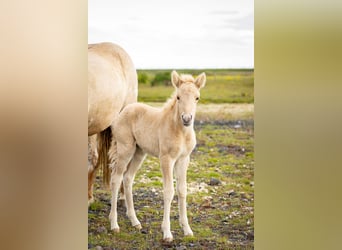Islandais, Jument, Poulain (07/2023), Palomino
