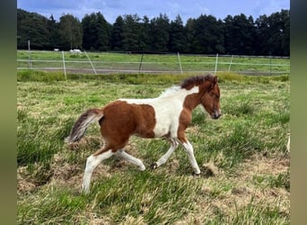 Islandais, Jument, Poulain (07/2026), Pinto