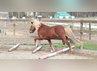 Islandpferd, Hengst, 10 Jahre, 138 cm, Fuchs