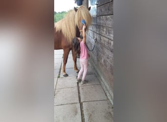 Islandpferd, Hengst, 10 Jahre, 138 cm, Fuchs