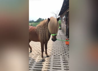 Islandpferd, Hengst, 10 Jahre, 138 cm, Fuchs