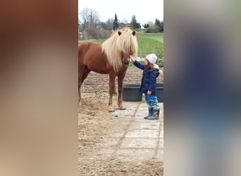Islandpferd, Hengst, 10 Jahre, 138 cm, Fuchs