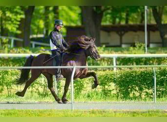 Islandpferd, Hengst, 10 Jahre, 150 cm, Rappe