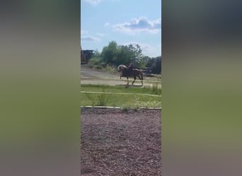 Islandpferd, Hengst, 11 Jahre, 141 cm, Fuchs