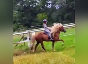 Islandpferd, Hengst, 11 Jahre, 141 cm, Fuchs