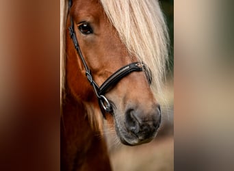 Islandpferd, Hengst, 11 Jahre, 141 cm, Fuchs