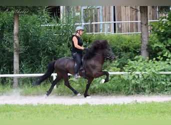 Islandpferd, Hengst, 11 Jahre, 142 cm, Rappe