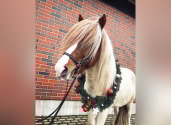 Islandpferd, Hengst, 12 Jahre, 140 cm, Schecke