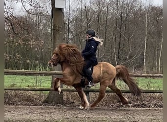 Islandpferd, Hengst, 12 Jahre, 145 cm, Falbe