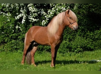 Islandpferd, Hengst, 12 Jahre, Fuchs