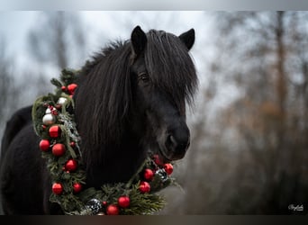 Islandpferd, Hengst, 14 Jahre, 140 cm, Rappe