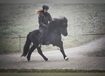 Islandpferd, Hengst, 14 Jahre, 140 cm, Rappe