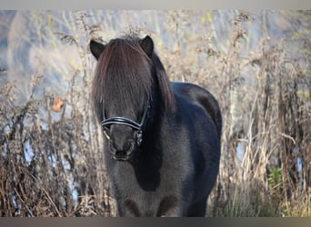 Islandpferd, Hengst, 14 Jahre, 140 cm, Rappe