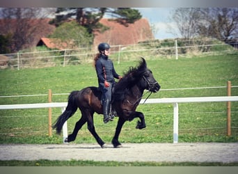 Islandpferd, Hengst, 14 Jahre, 140 cm, Rappe