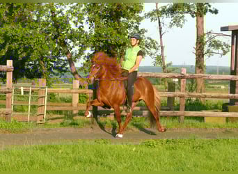 Islandpferd, Hengst, 14 Jahre, 144 cm, Fuchs