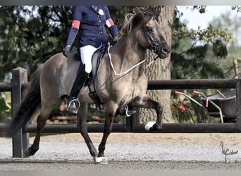 Islandpferd, Hengst, 14 Jahre, 146 cm, Falbe