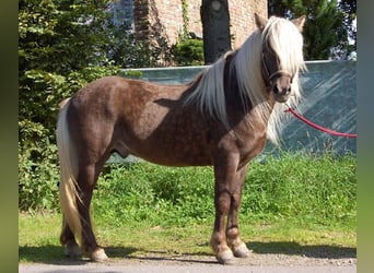 Islandpferd, Hengst, 15 Jahre, 140 cm