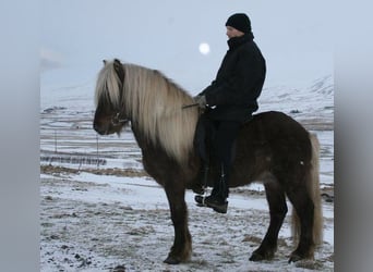 Islandpferd, Hengst, 15 Jahre, 140 cm