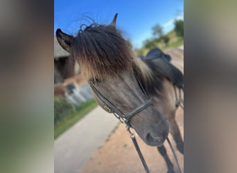 Islandpferd, Hengst, 15 Jahre, 146 cm, Falbe