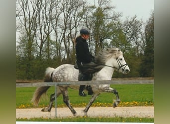 Islandpferd, Hengst, 17 Jahre, 137 cm, Schimmel