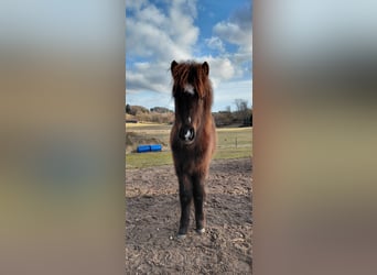 Islandpferd, Hengst, 1 Jahr, 115 cm, Rappe