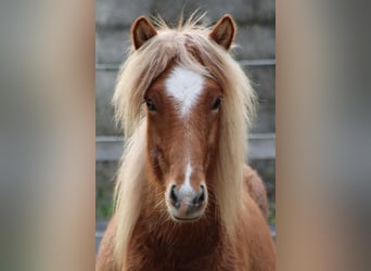 Islandpferd, Hengst, 1 Jahr, 125 cm, Roan-Red