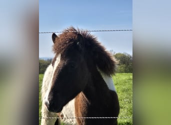 Islandpferd, Hengst, 1 Jahr, 138 cm, Tobiano-alle-Farben
