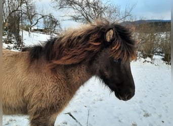 Islandpferd, Hengst, 1 Jahr, 139 cm