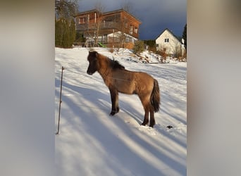 Islandpferd, Hengst, 1 Jahr, 139 cm