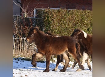 Islandpferd, Hengst, 1 Jahr, 140 cm, Dunkelbrauner