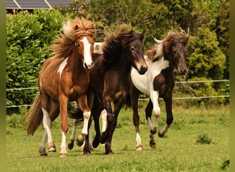 Islandpferd, Hengst, 1 Jahr, 140 cm, Dunkelbrauner