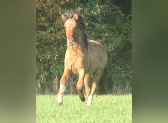 Islandpferd, Hengst, 1 Jahr, 140 cm, Falbe