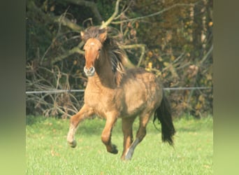 Islandpferd, Hengst, 1 Jahr, 140 cm, Falbe