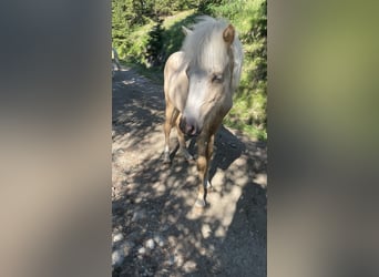 Islandpferd, Hengst, 1 Jahr, 140 cm, Palomino