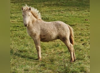Islandpferd, Hengst, 1 Jahr, 140 cm, Perlino