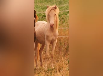 Islandpferd, Hengst, 1 Jahr, 140 cm, Perlino