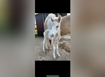Islandpferd, Hengst, 1 Jahr, 140 cm, Schecke